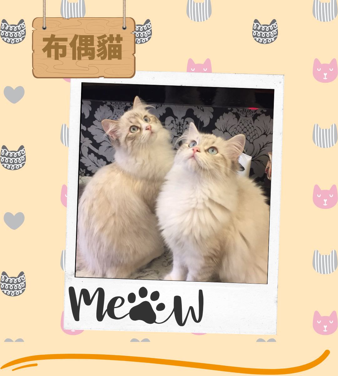 台北貓舍