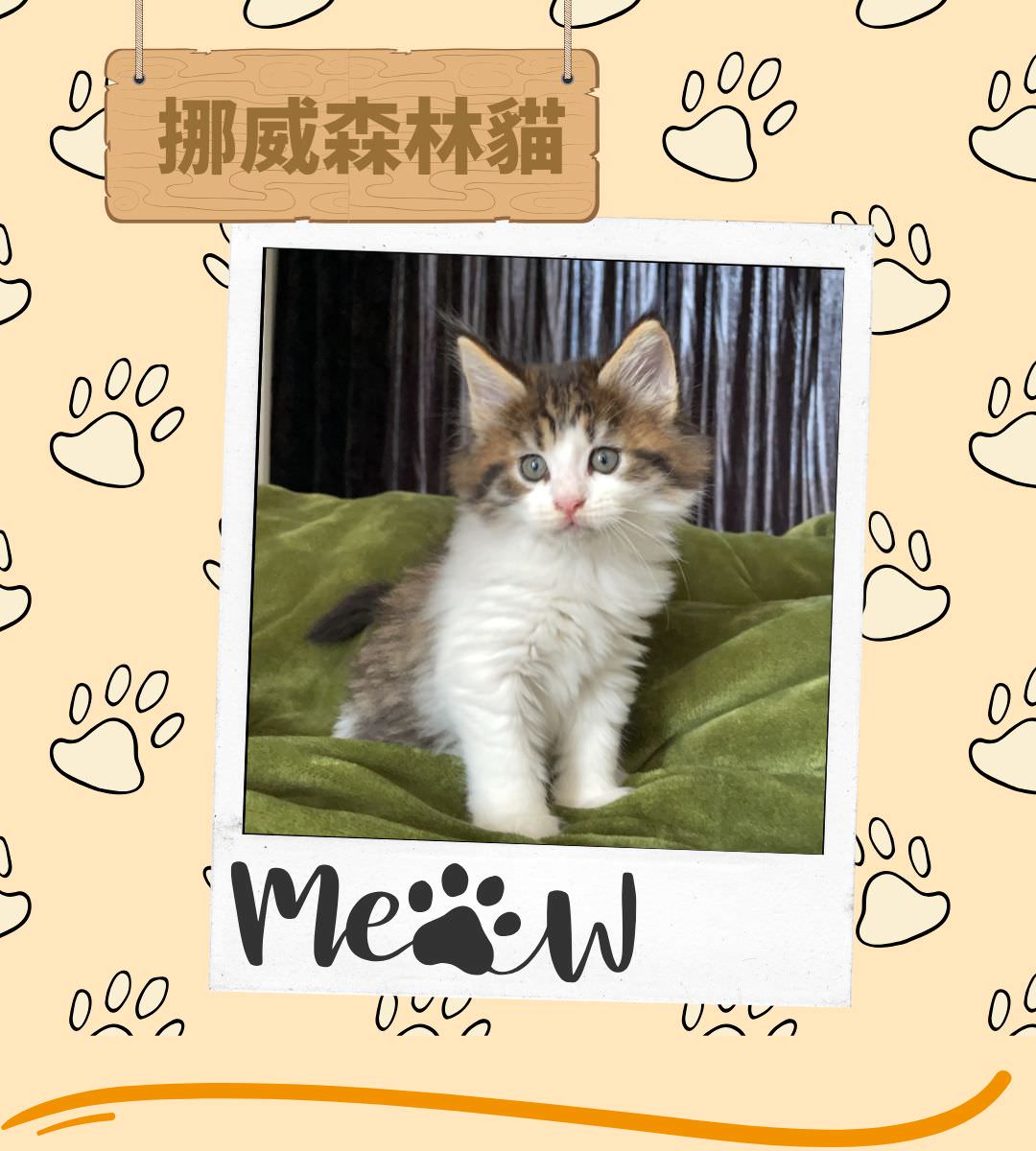 台北貓舍